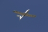 EADS E-Fan