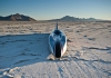 Venturi Buckeye Bullet 2.5